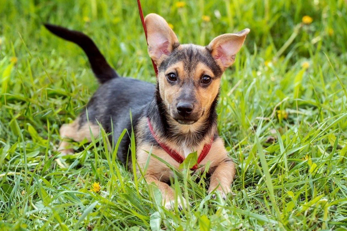 Очаровательный шестимесячный щен разыскивает приемных маму-папу