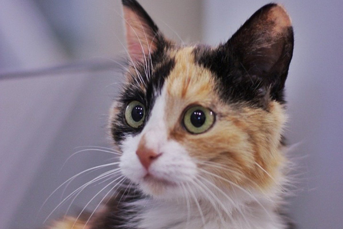 Милая мордашка всегда будет рядом с вами