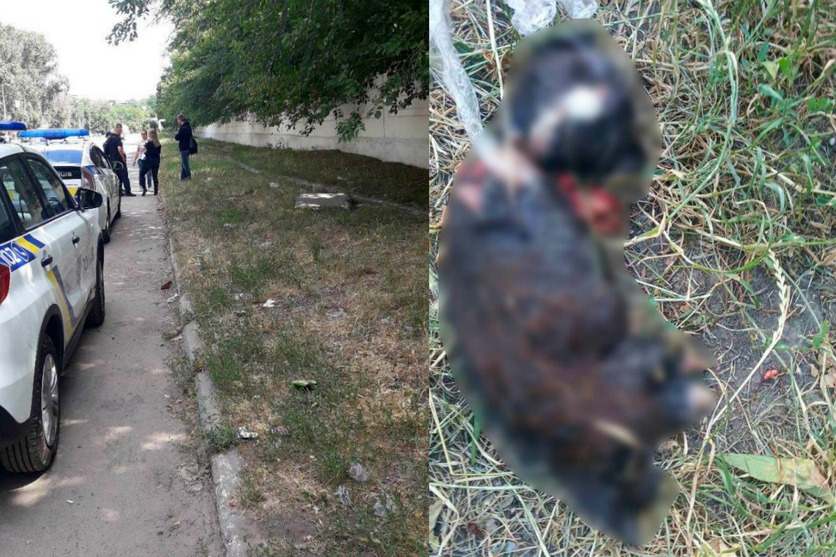 Неизвестный (или неизвестные) жестоко расправляется с бездомными котами практически в одном и том же месте