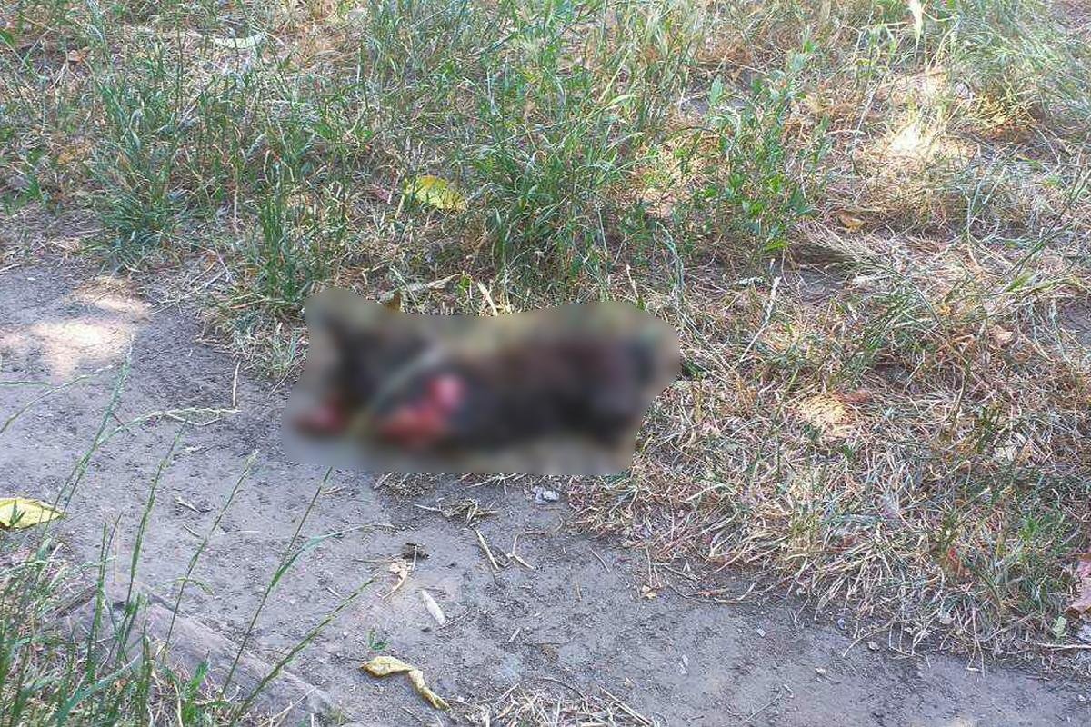 Если в начале года он отрезал котам лапы и хвосты, то сейчас стал душить и отрывать им головы