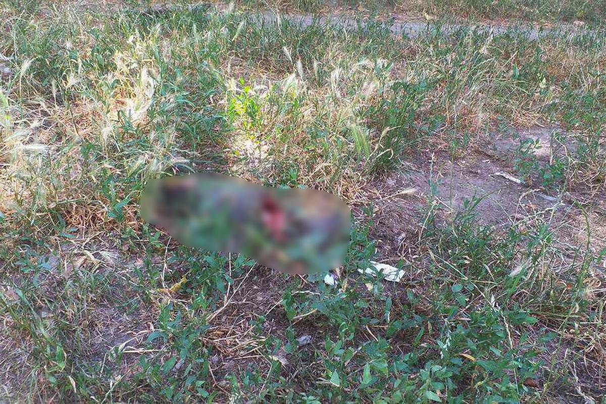 На шее у них были завязаны пакеты, глазки открыты