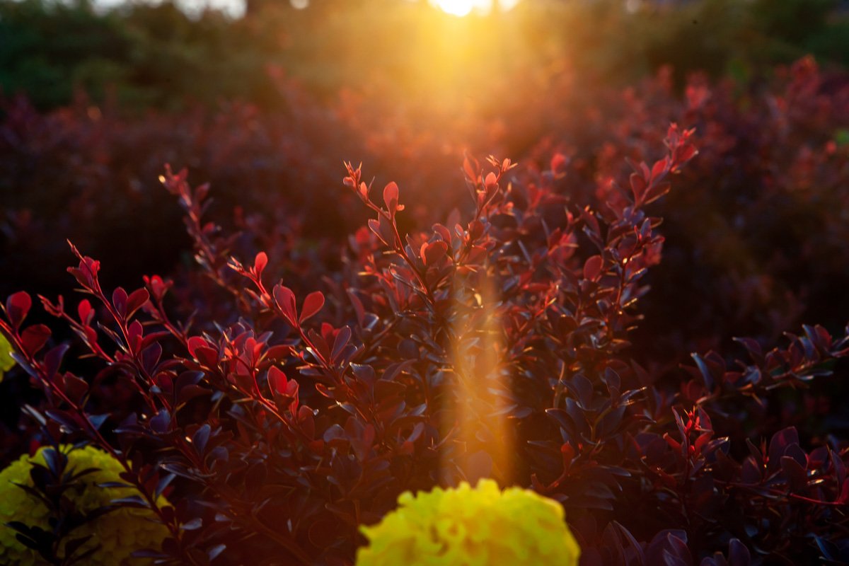 Цветы в лучах утреннего солнца Цветы в лучах утреннего солнца