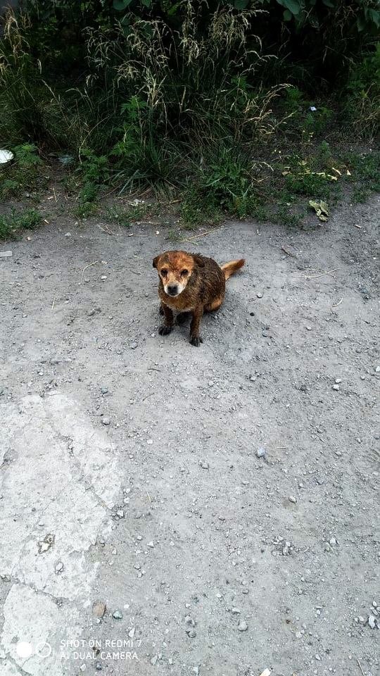 Собакен жив Собакен жив