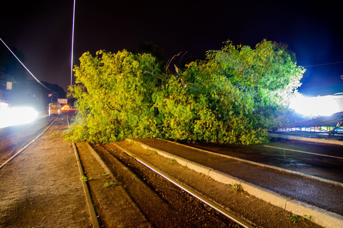 Упавшее дерево перекрыло дорогу Упавшее дерево перекрыло дорогу