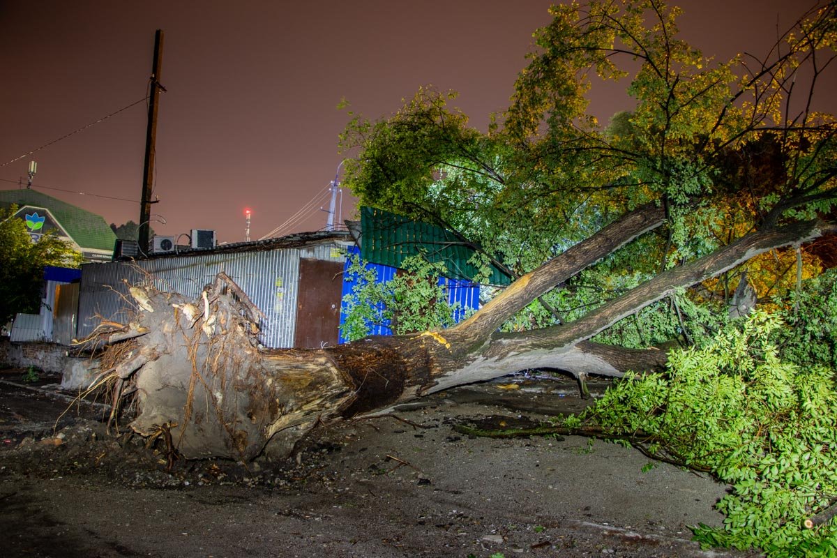 Массивное дерево рухнуло приблизительно в 21:30 Массивное дерево рухнуло приблизительно в 21:30