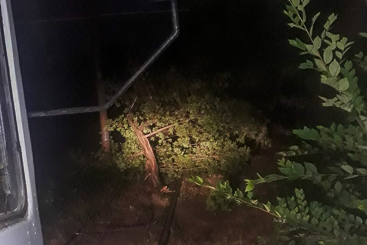 Деревья падали в разных районах города Деревья падали в разных районах города