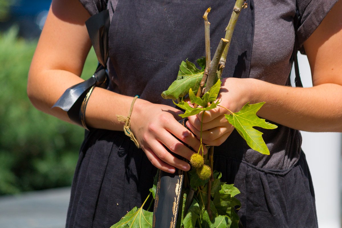 Платаны с улицы Короленко провели в последний путь Платаны с улицы Короленко провели в последний путь