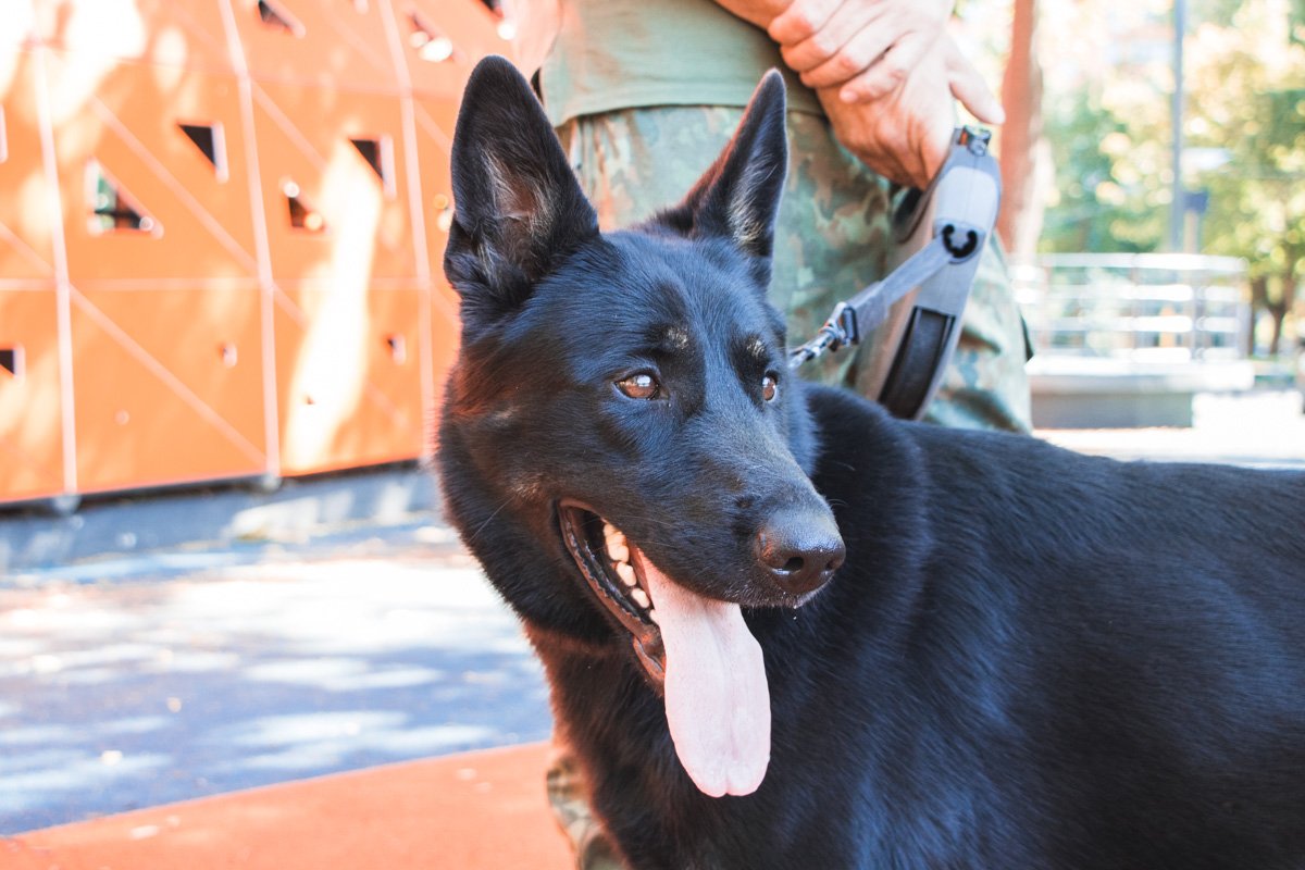 Полицейский песель Полицейский песель