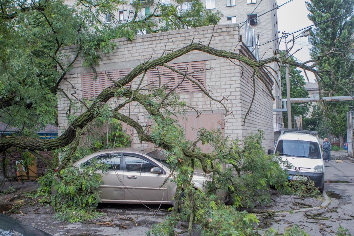 На улице Шмидта ветка рухнула на припаркованное авто На улице Шмидта ветка рухнула на припаркованное авто