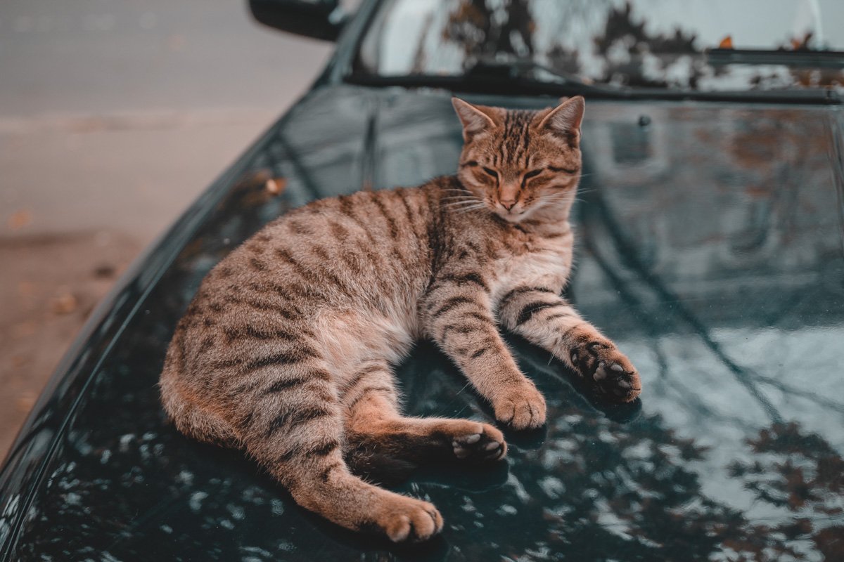 Пик котарсиса