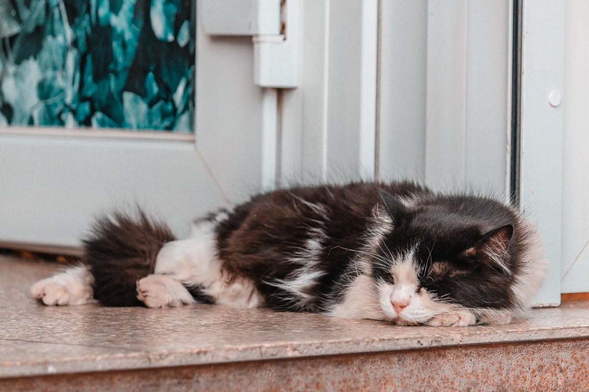 Я буду делать вид, что сплю, чтобы ты гладил меня, а потом вцеплюсь тебе в руку, когда ты коснешься меня. Потому что могу