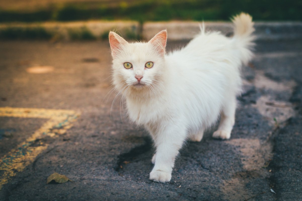 Пс, парень. Полкан убежал?