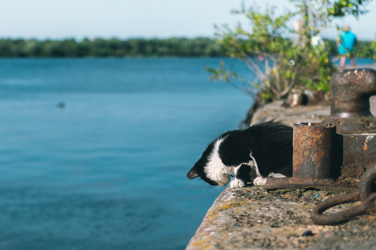 Если бы Земля была плоской, то коты бы уже все с нее скинули