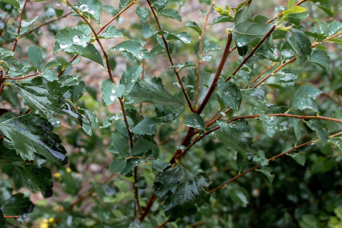 Становясь интригующе ближе, Становясь интригующе ближе,