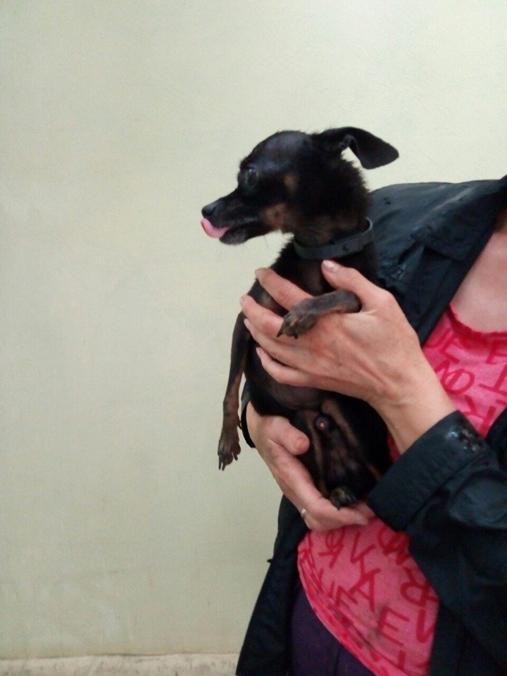 Хочет домой Хочет домой