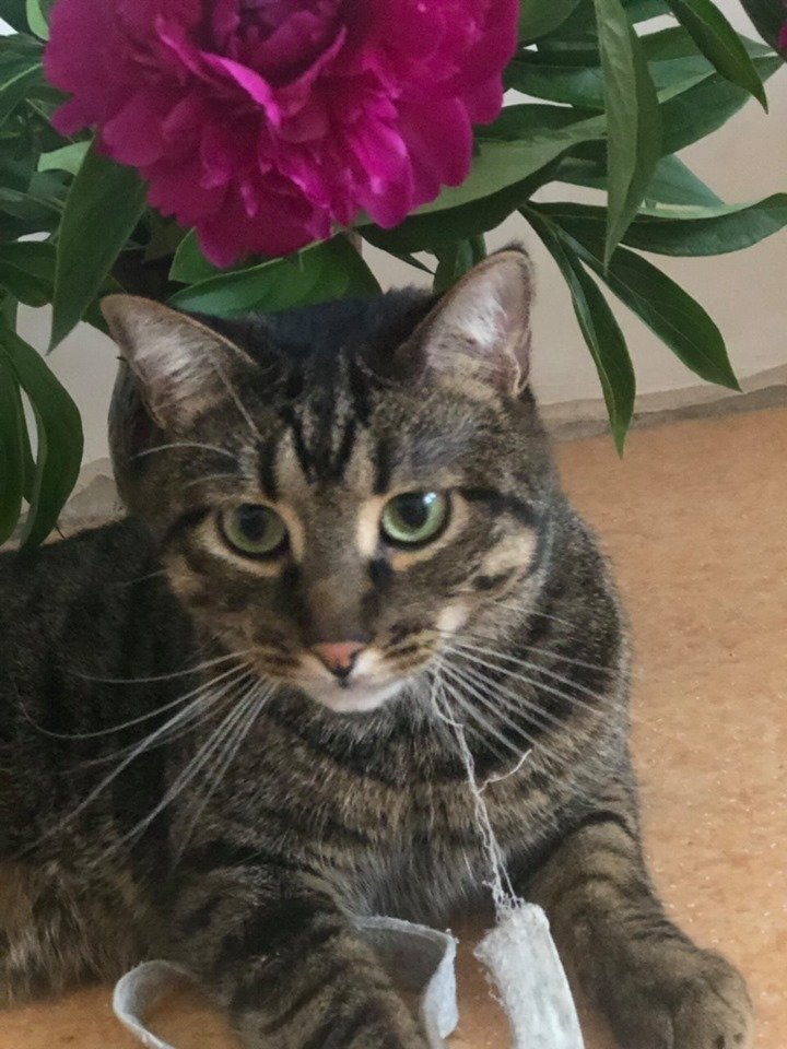 Хочет домой Хочет домой