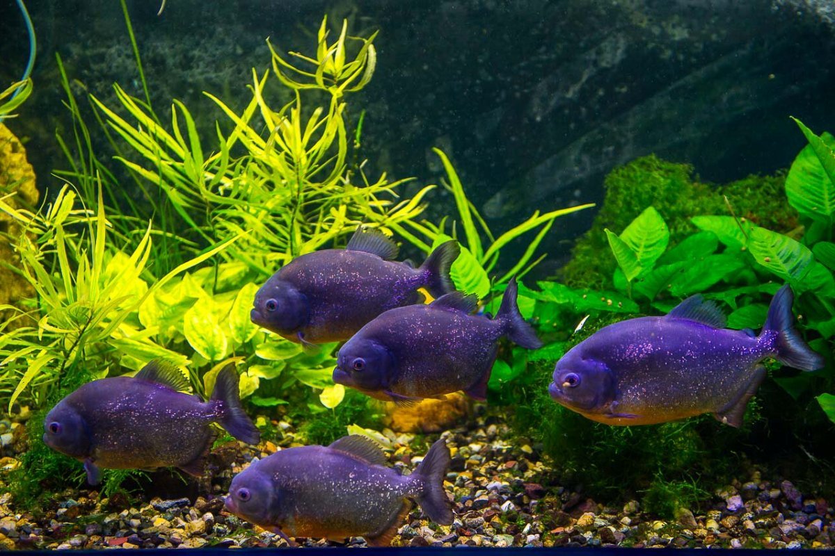 Аквариум пресноводных рыб, Монастырский остров