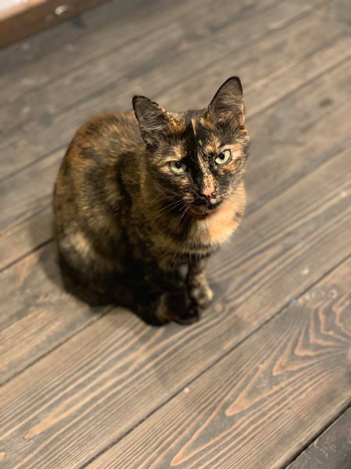 Та самая Жучка, которая носит мышей для своих людей Та самая Жучка, которая носит мышей для своих людей