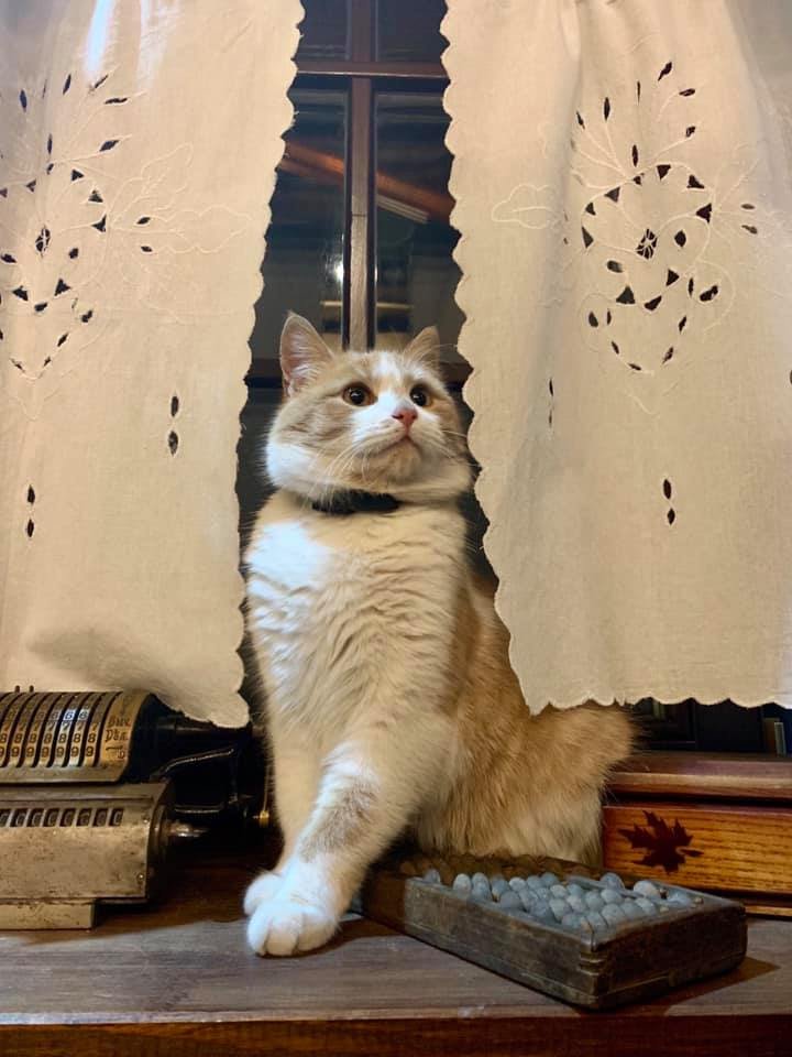 Рыжий-2 оказался милым и пушистым  Рыжий-2 оказался милым и пушистым