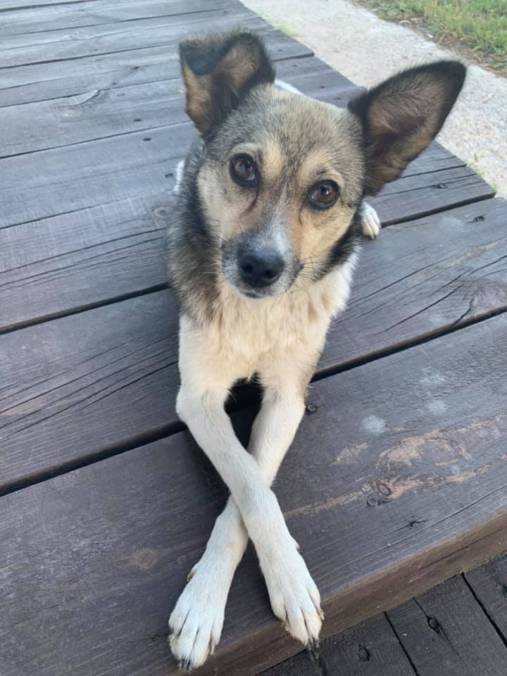 Видимо с такой мордочкой Кабысдох уговаривал Бориса Филатова в весенний день Видимо с такой мордочкой Кабысдох уговаривал Бориса Филатова в весенний день