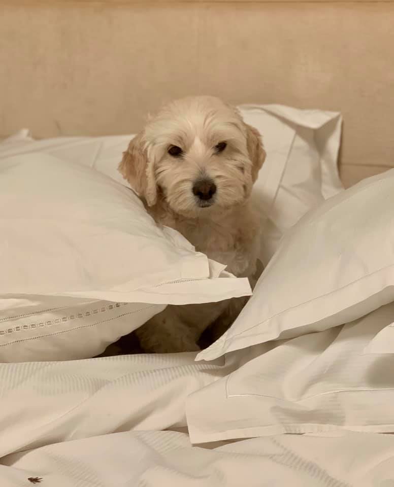 Бойчик - любимый пес мэра Бойчик - любимый пес мэра