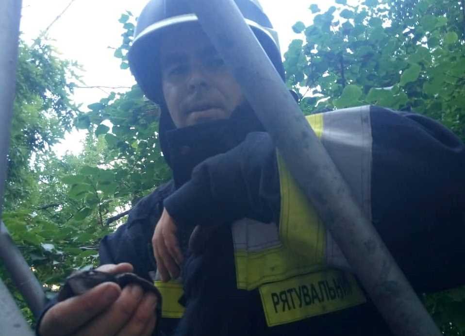 Птичке помогли спасатели 19-й пожарно-спасательной части 