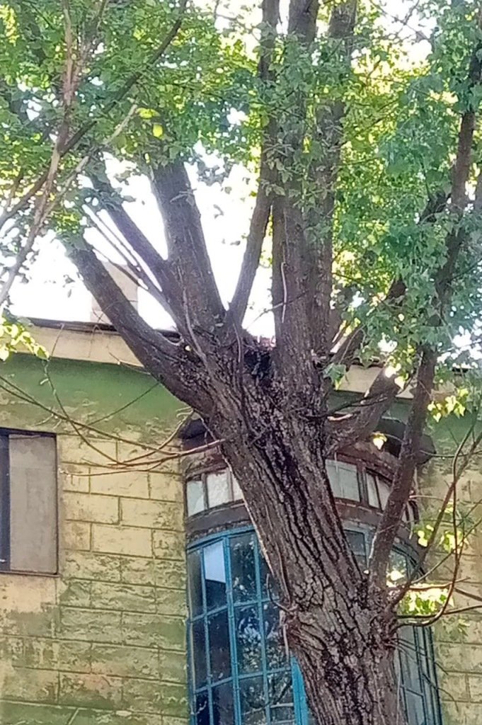 Бедняжечка Бедняжечка