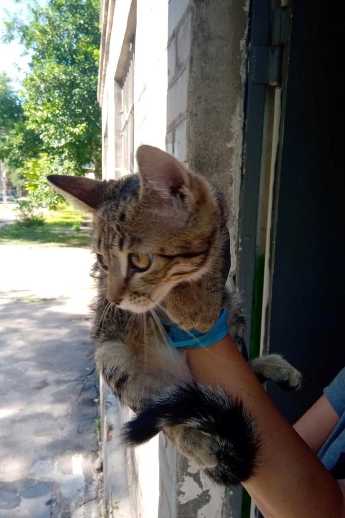 Котика спасли Котика спасли