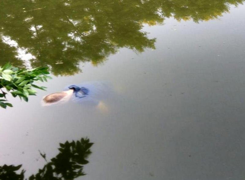 Тело мужчины увидели в плавнях на Парусе