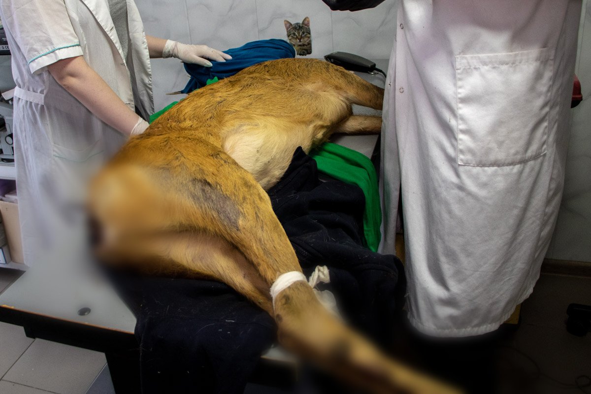 Врач случайно проезжал мимо и не смог бросить животное на дороге Врач случайно проезжал мимо и не смог бросить животное на дороге