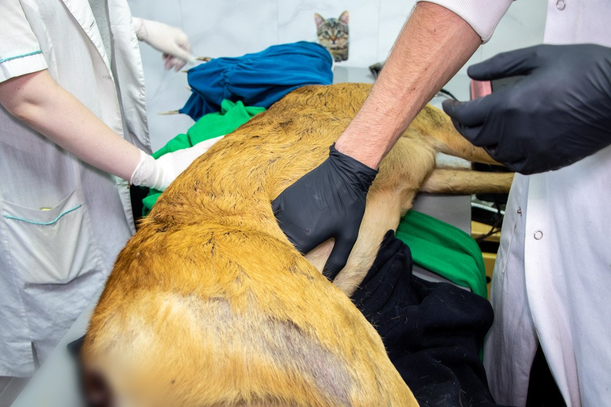 Оказалось, олененок неожиданно выскочил из-за фуры, ехавшей по встречной полосе Оказалось, олененок неожиданно выскочил из-за фуры, ехавшей по встречной полосе