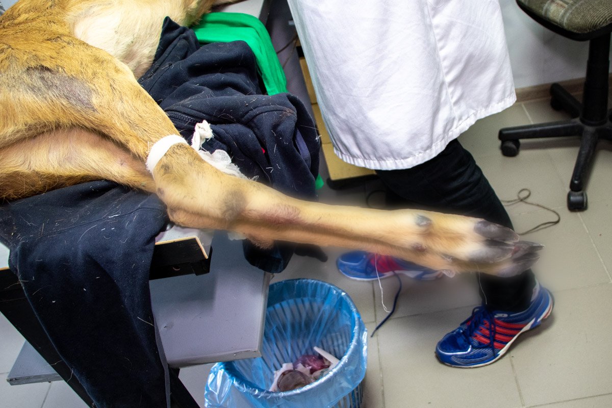 Во время операции врач планировал поставить спицу и пластину Во время операции врач планировал поставить спицу и пластину