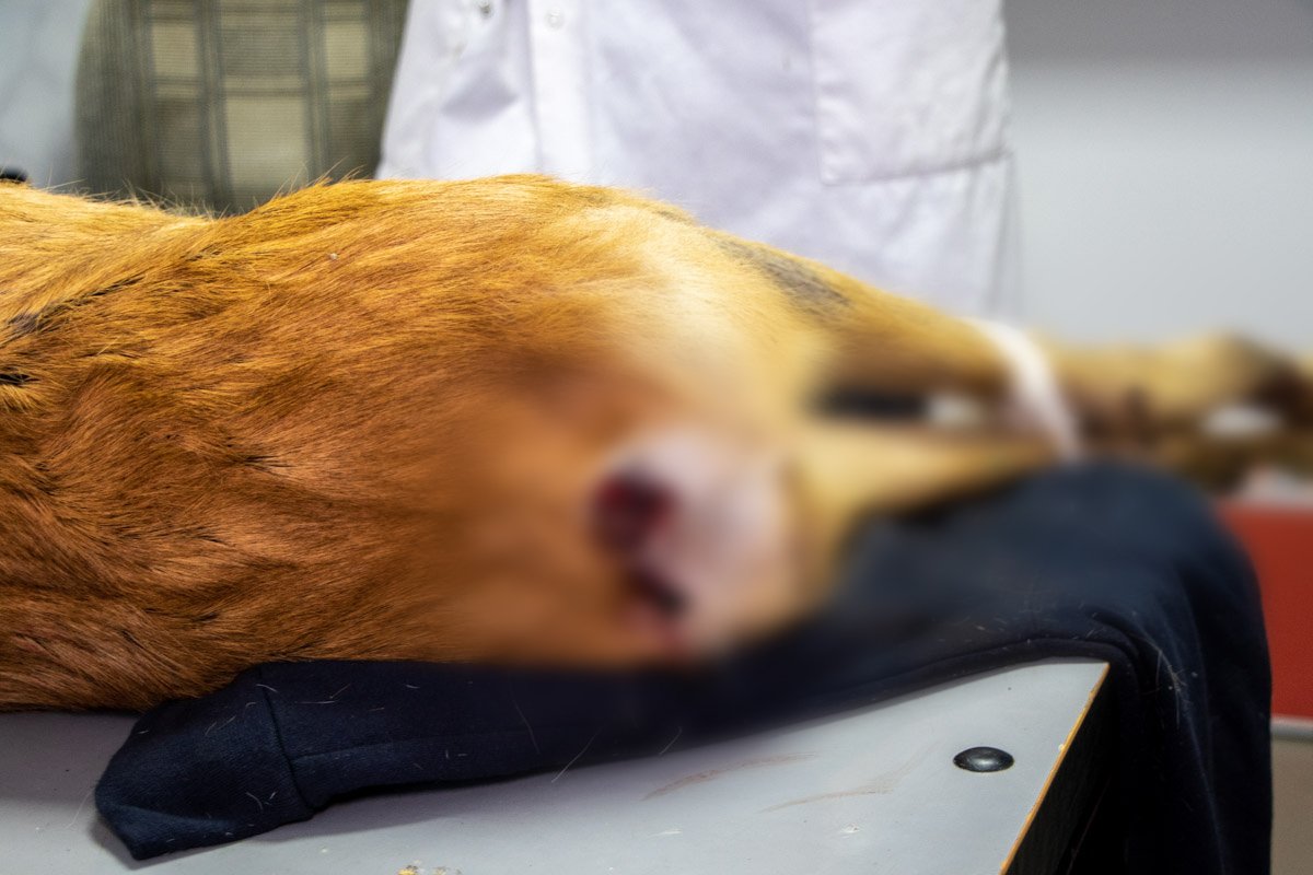 Оказалось, что у олененка была серьезная травма почек Оказалось, что у олененка была серьезная травма почек