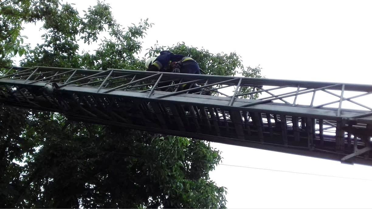 В Днепре котик застрял на высоте 6 метров и не мог слезть В Днепре котик застрял на высоте 6 метров и не мог слезть