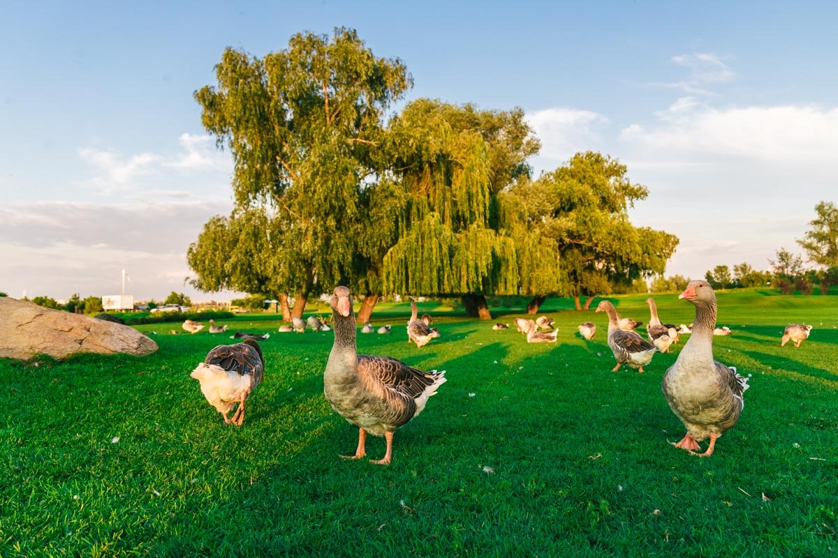 Под камень лежащий вода не течет. Под камень лежащий вода не течет.