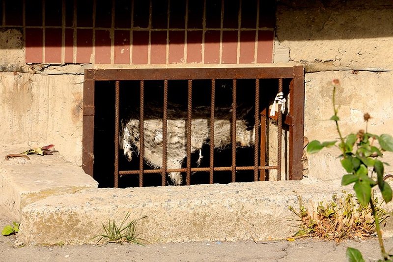 14885819_1328723160472874_118238932_n