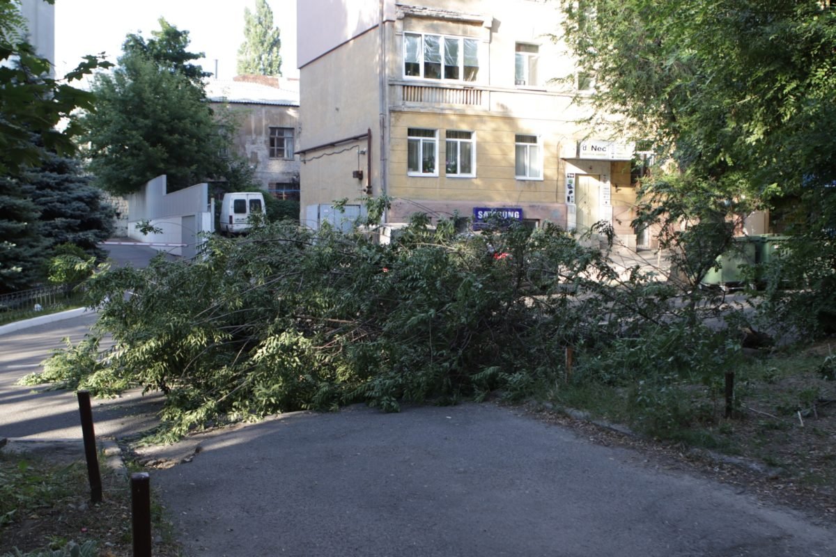 19 июля на улице Шевченко на проезжую часть упала ветка