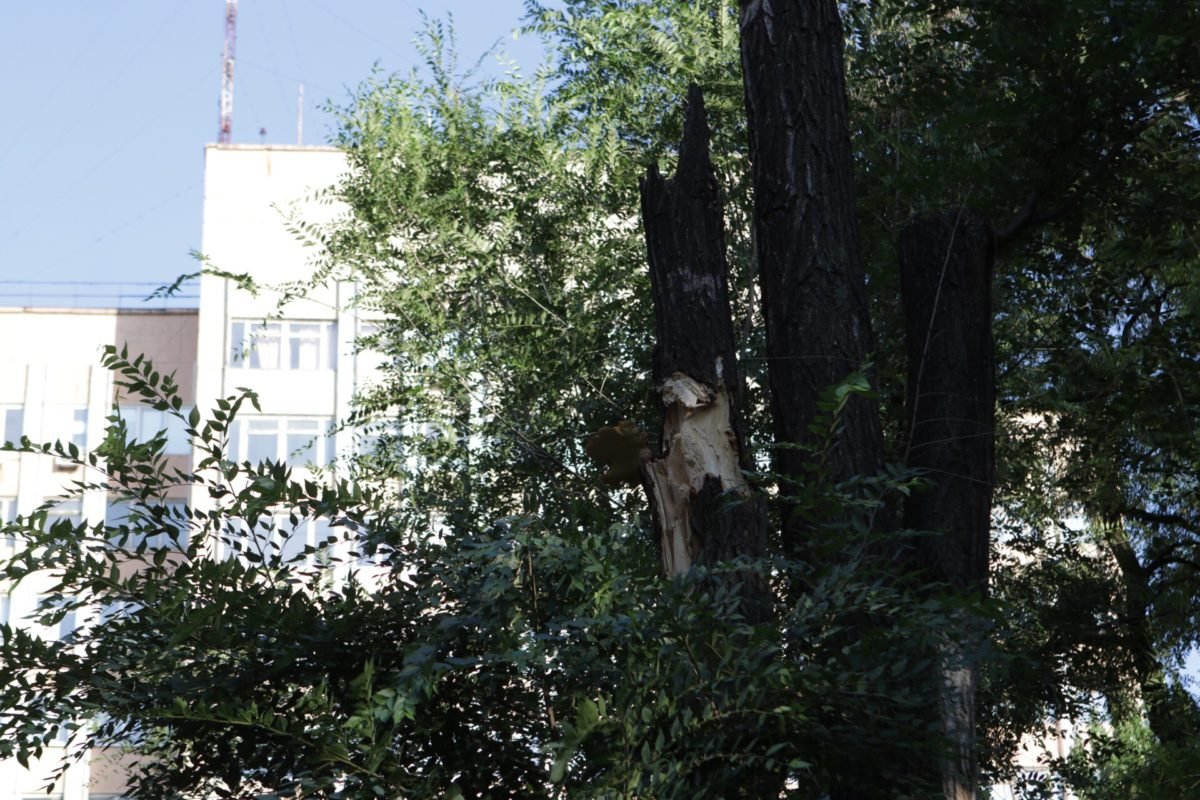 Неизвестно, почему ветвь откололась 