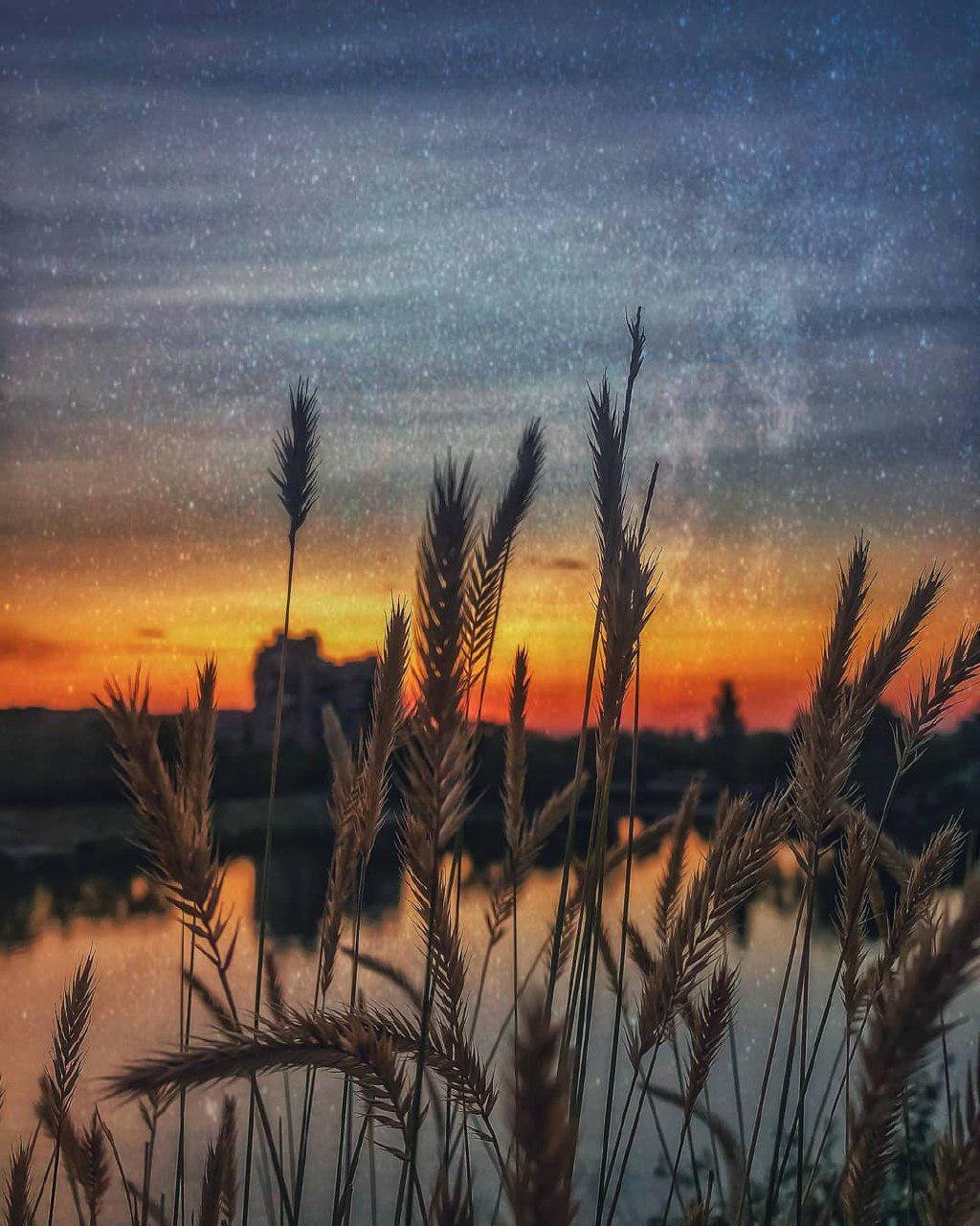 В колосьях. Фото: bardinvladi_mir В колосьях. Фото: bardinvladi_mir