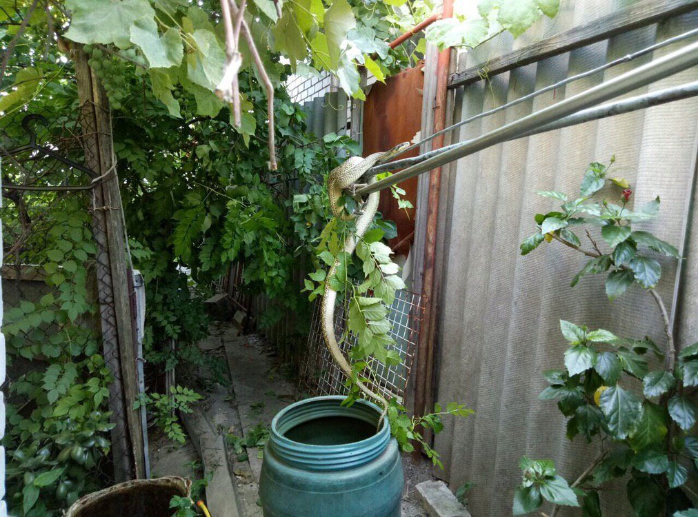 Длинна змеи пугает Длинна змеи пугает