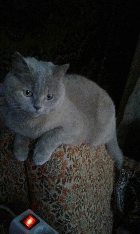 Хочет домой