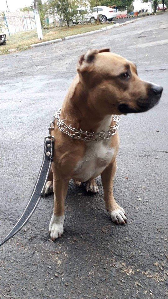 Он не хотел сбегать