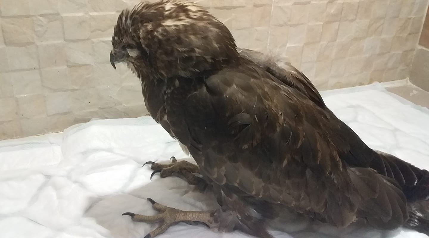 Его удалось спасти