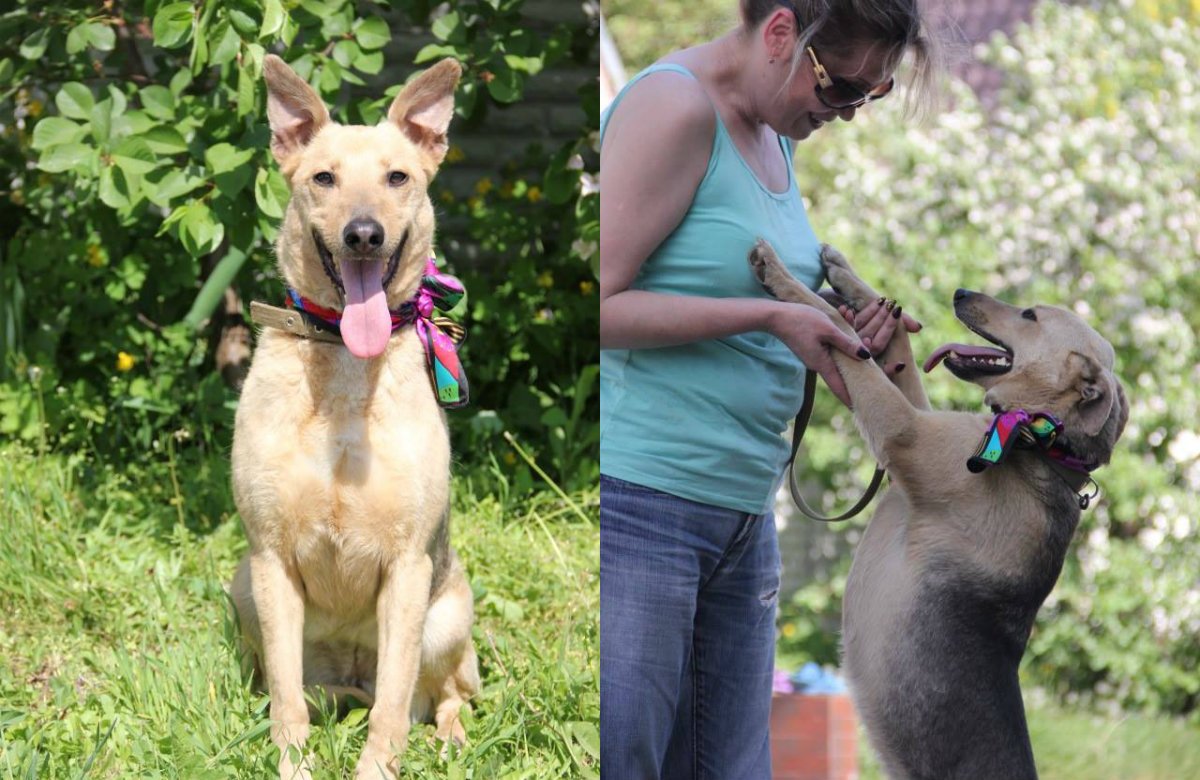 Милейшая собака-улыбака Милейшая собака-улыбака