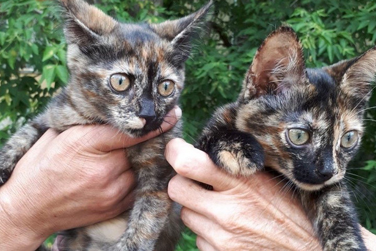 Пугливые кошечки мечтают стать частью вашей семьи Пугливые кошечки мечтают стать частью вашей семьи