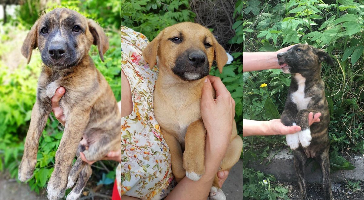 Смотрят прямиком в вашу душу Смотрят прямиком в вашу душу