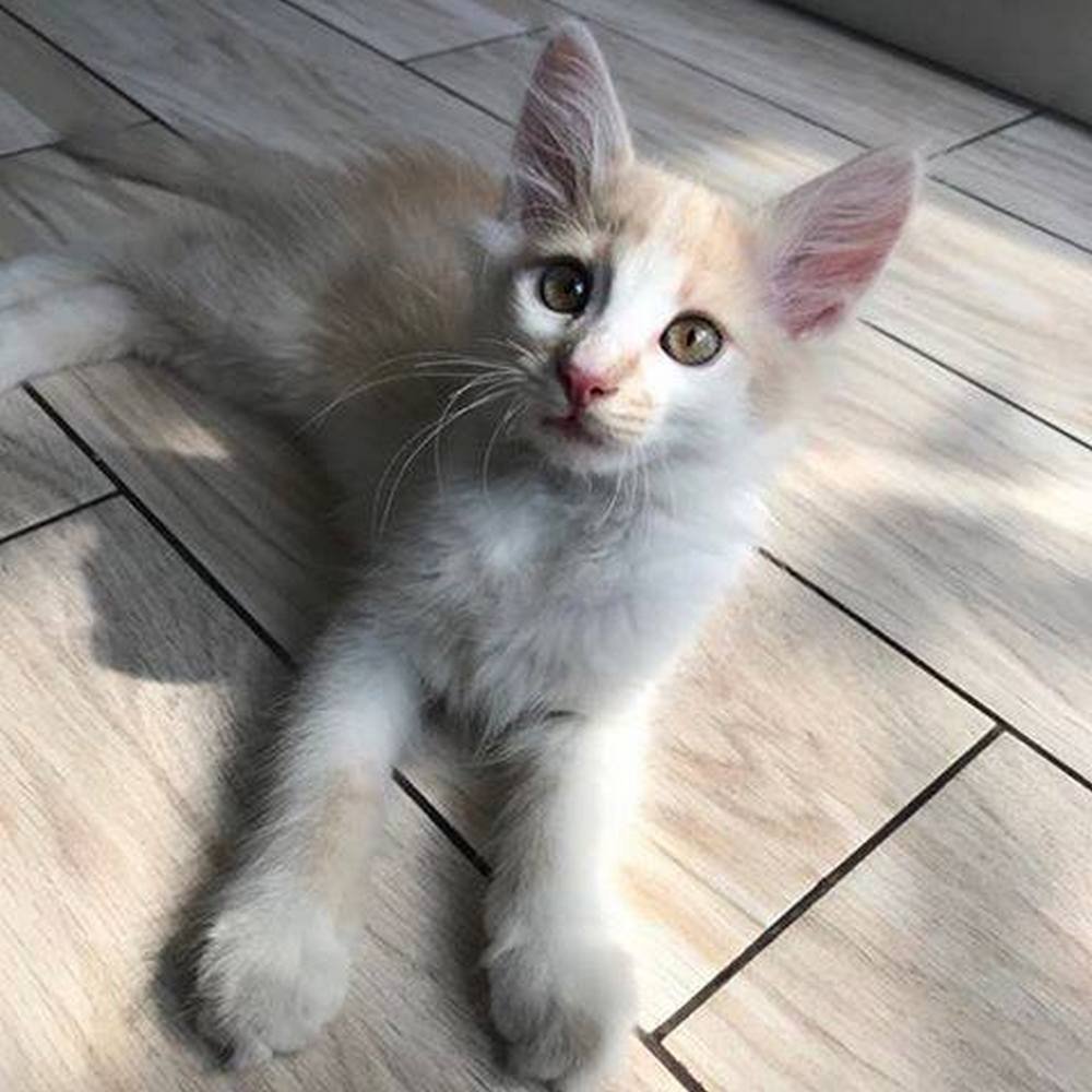 Если бы Земля была плоской, то коты бы уже все с нее скинули Если бы Земля была плоской, то коты бы уже все с нее скинули