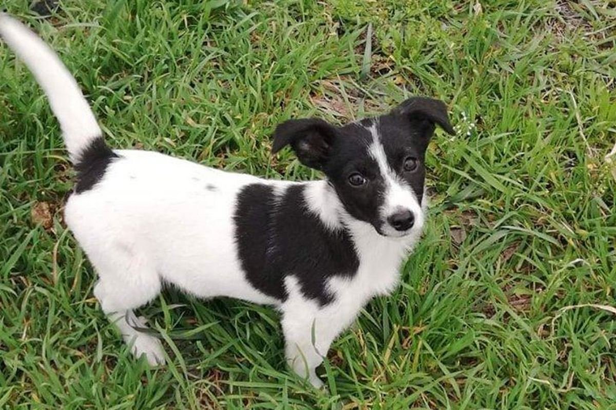 Одно сплошное ня Одно сплошное ня