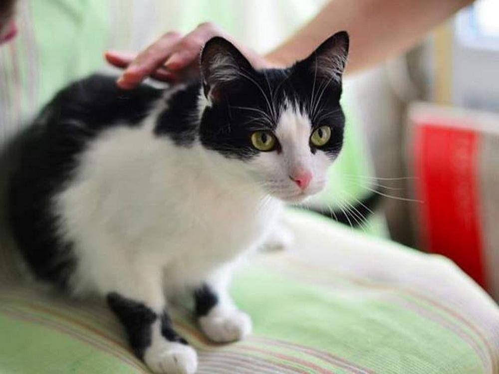 Клубочек нежности Клубочек нежности