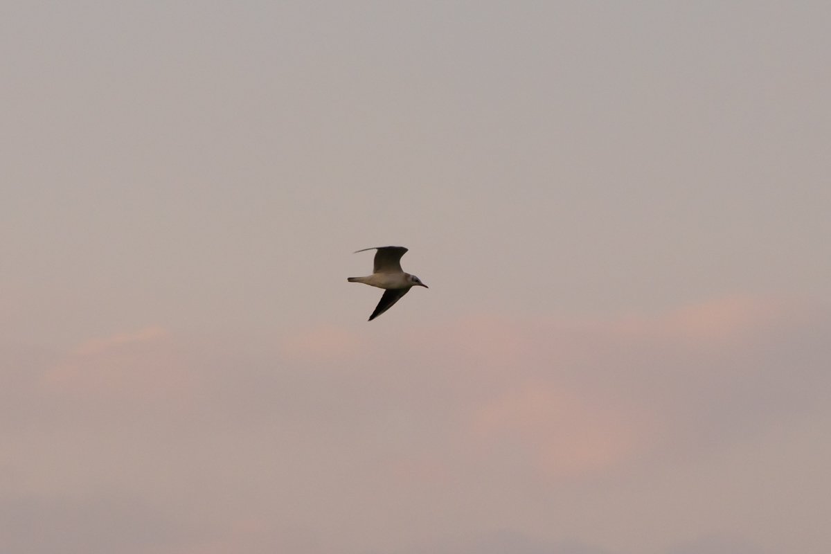 Свободны ли птицы? Свободны ли птицы?